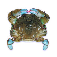 FROZEN BLUE CRAB